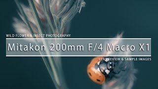 Mitakon Zhong Yi Optics 200mm f4 Macro 1X Lens Review amp Sample Images  Wildflower Macro Photography [upl. by Aleakim]