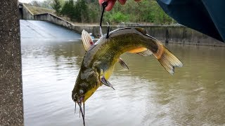 Using GIANT LIVE BAIT for Spillway MONSTERS Nonstop BIG Fish [upl. by Airdnax266]