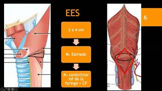 Esofago Anatomía y fisiología Parte 1 [upl. by Isdnil247]