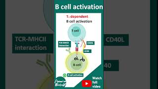 B cell activation  immunology in 1 minute  USMLE [upl. by Allecsirp418]