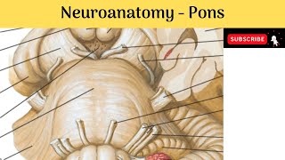 Brain stem  Pons  Situation  Features  External amp Internal  Blood Supply  Clinical Correlation [upl. by Gerhardine]