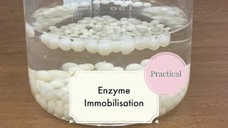 Enzyme ImmobilisationLeaving Cert Biology [upl. by Arah814]