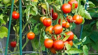 Tomato Cages Trellis Stakes Reviewed  Best supports for your tomato plants [upl. by Notxap]