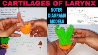 CARTILAGES OF LARYNX  1  LARYNX ANATOMY [upl. by Hennahane]