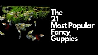 The 21 Most Popular Types of Guppy Fish 🐠 [upl. by Ydnir]