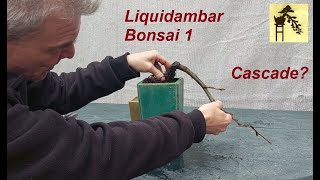 Liquidambar Bonsai 1 [upl. by Ledua111]