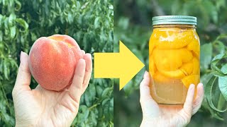 Canning Peaches for Beginners From Start to Finish [upl. by Assylem]