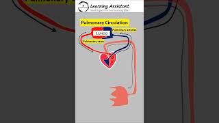 systemic circulation and pulmonary circulation of blood [upl. by Traci]