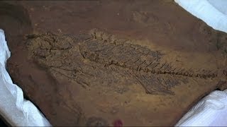 Fossils Exposed  55 million year old mega fauna [upl. by Lynnett]