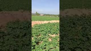 Potato plant hires stock potatoes formergrowing potatoesplantkolar potatoesbagheera kannada song [upl. by Vinny279]