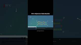 PCR Reaction 3D ANIMATION youtubealgorithm youtube youtubeshorts [upl. by Eneja]