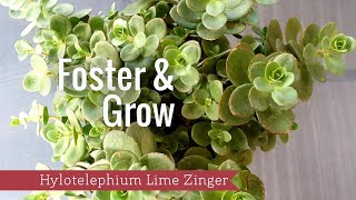 Foster amp Grow  Hylotelephium Sedum Lime Zinger [upl. by Sherr55]