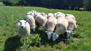 North Country Cheviot Sheep [upl. by Loris]