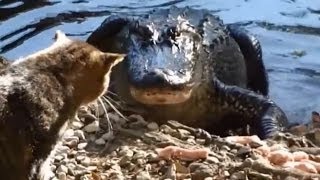 Alligators OWNED by Cats Compilation [upl. by Aerdnna182]