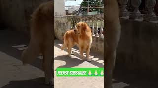 Whos Your Favourite Dog Breed gsd goldenreteriver labrador shotrs trending pets dogloverdog [upl. by Diao680]