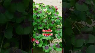 Best Flowering Oxalis Varieties flowers shorts [upl. by Llireva]