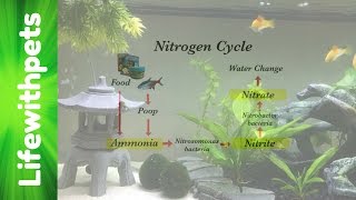 How To Cycle A Tank And the Nitrogen Cycle [upl. by Ragucci]