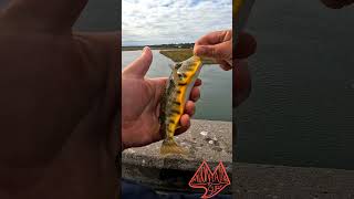 Most vibrant puffer outdoors fishing fish beautiful trending [upl. by Ialda]