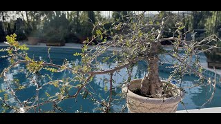 Operculicarya decaryi Bonsai Full of Seeds 🌳  Episode 18 [upl. by Fleurette]