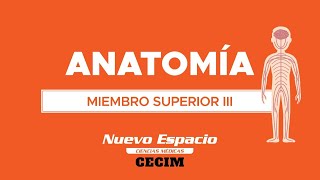 PARALELO DE ANATOMÍA MIEMBRO SUPERIOR III [upl. by Betteann]