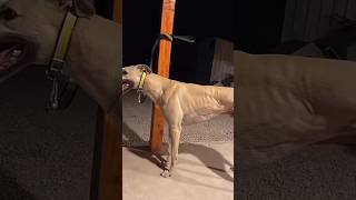 Racer 🤯 greyhound dog greyhounddog [upl. by Ness]