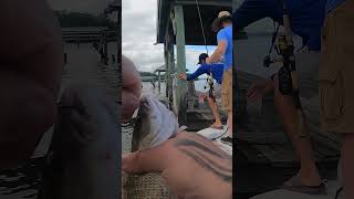 Catching a Mangrove Snapper in the Indian River Lagoon fishing floridafishing indianriverfish [upl. by Eanod]