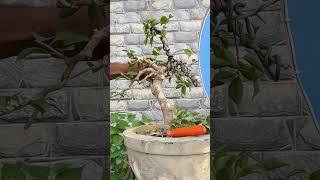 Bougainvillea bonsai bonsai [upl. by Kiran539]