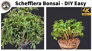 Schefflera Bonsai  DIY Easy [upl. by Verras]