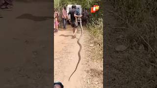 Man vs King Cobra A Daring Catch You Have to See to Believe [upl. by Eatnahs]