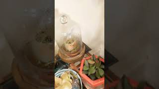 Showing you some of my pings sunstress pinguicula plants terrarium pingdom [upl. by Kerrie913]