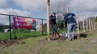 Ontwikkelingen Groenstrook Siddeburen tijdens NL Doet [upl. by Eniamrahc539]