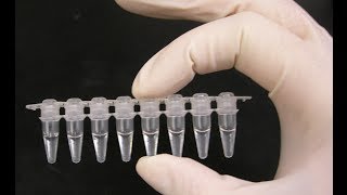 PCR optimization  PCR technique [upl. by Hannaoj]