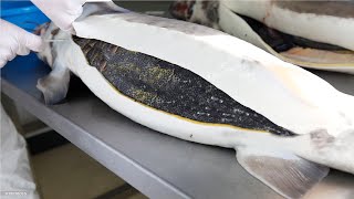 How Sturgeon Caviar Is Farmed and Processed  How it made Caviar  Sturgeon Caviar Farm [upl. by Llenyaj]