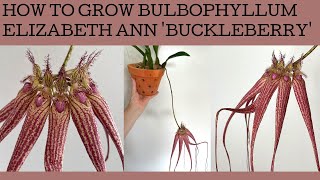 How to grow Bulbophyllum Elizabeth Ann Buckleberry care tips [upl. by Eikram]