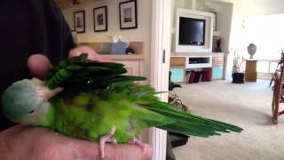 Grey cheeked parakeet morning scratches [upl. by Bascomb]