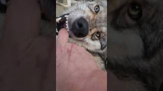 Do Wolves Like Pet petwolf wolfpup wolfdog [upl. by Gurias259]