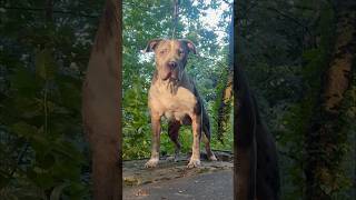 XL BULLY BLUE MERLE JOKER OF UNCROPPED BULLIES 🦍🔥 [upl. by Bernadette]