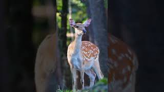 A beauty of forest🍃subscribe like viralvideo nature forest 🌿 [upl. by Eniffit]