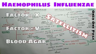 Haemophilus Influenzae  Part 1  Factor  X and Factor  V  Microbiology  TCML [upl. by Karry654]