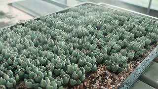 First Autumn Watering for Lithops and Conophytum [upl. by Assilav98]