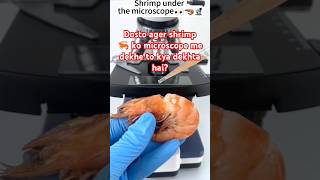 Dosto ager shrimp 🦐 ko microscope me dekhe to kya dekhta haishorts virakshorts microworld short [upl. by Mehelhteb398]