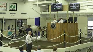 Summer Yearling Sale 2022 pt2 [upl. by Halona]