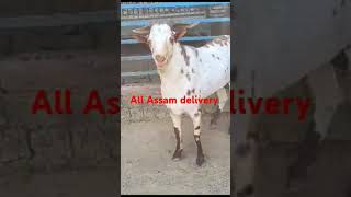 Fermar life Assam 8131000920 [upl. by Sharl714]