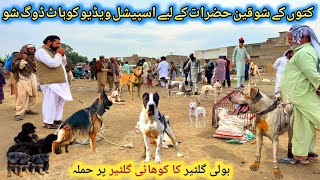 Top Class Dogs 🐕 Market In Pakistan 2142024  kohat dog market  Sunday dog markets [upl. by Annaid806]