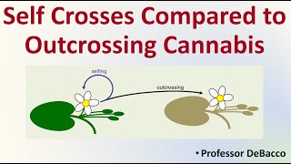 Self Crosses Compared to Outcrossing Cannabis [upl. by Leopoldeen932]