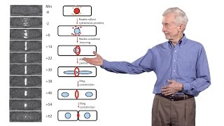 Thomas Pollard Yale University 3 The mechanics of cytokinesis [upl. by Nutter164]