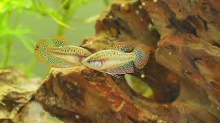 Sparkling Gouramis Sparring amp Croaking [upl. by Ful]