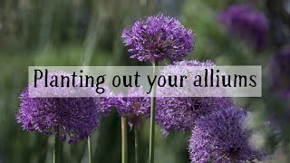 Planting out your alliums [upl. by Howlan]