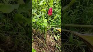 Shampoo Ginger Lilly plant at my farm house it is used to wash head hair [upl. by Malachi]