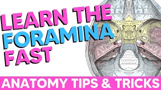 Cranial Foramina Easy Anatomy Mnemonics [upl. by Matless]